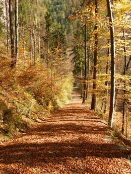 Hungarian autumn colours